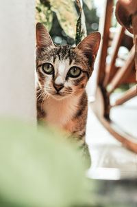 Close-up portrait of tabby cat