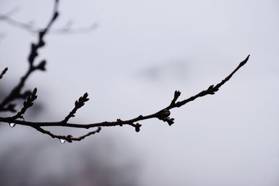 Close-up of branch against sky