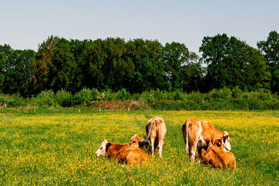 Cows on field