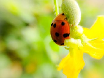 Close-up of ladybug on plant