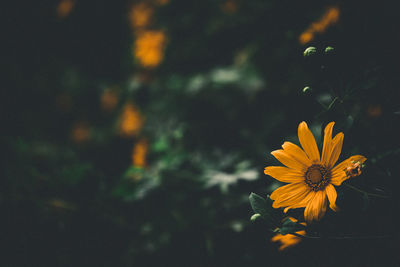 Close-up of yellow flowering plant