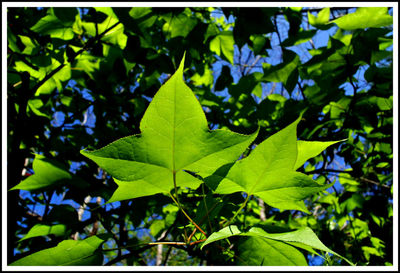 Full frame shot of leaves