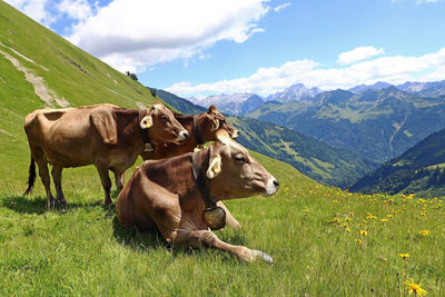 Cows in a field