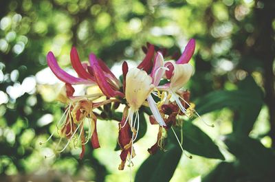 Close-up of pink flowering plant