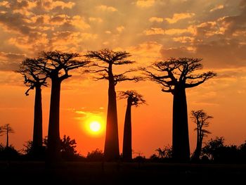 Silhouette trees against sky during sunset