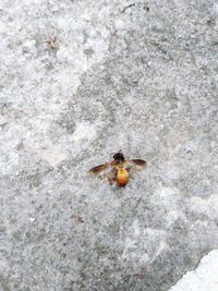 High angle view of ladybug on rock