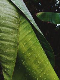 Close-up of wet leaves on rainy day