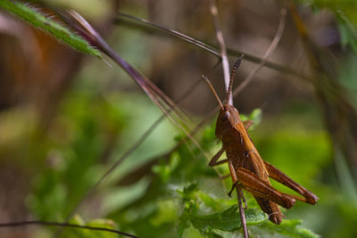 Brown grasshopper