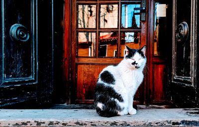 Portrait of a cat