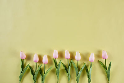 Close-up of pink flowering plant against wall