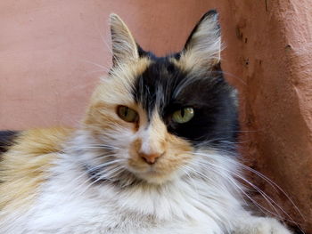 Close-up portrait of cat