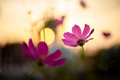 Close-up of pink cosmos flower