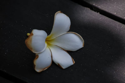 Close-up high angle view of white flower