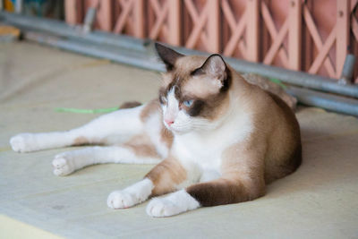 Close-up of a cat resting