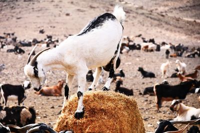 Goats on hay bale and field