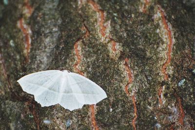 High angle view of butterfly on leaf