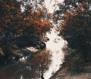 Reflection of trees in water