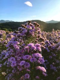 Close-up of purple flowering plant