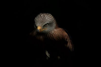 Close-up portrait of owl against black background