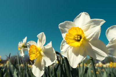 Close-up of daffodils against blue sky