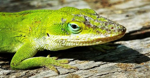 Close-up of lizard