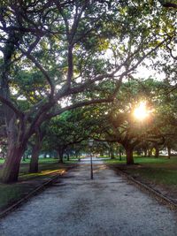 Sun shining through trees in park