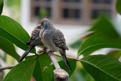 Close-up of bird perching on branch