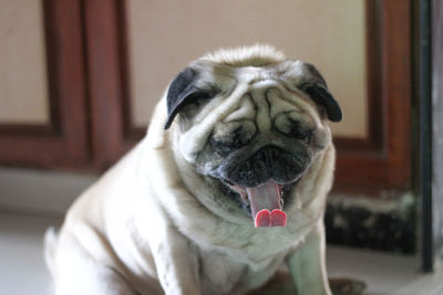 Close-up portrait of a dog