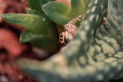 A little jumping spider