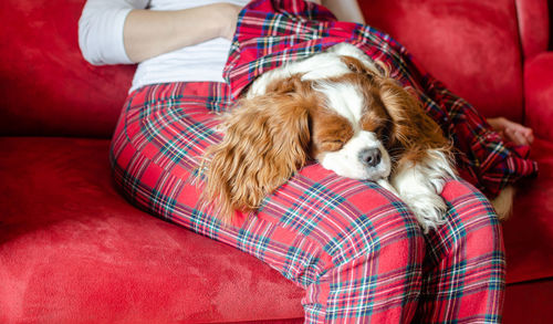 Midsection of woman with dog relaxing on sofa