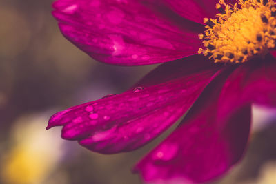 Close-up of pink flower