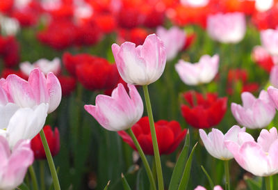 Close-up of pink tulips