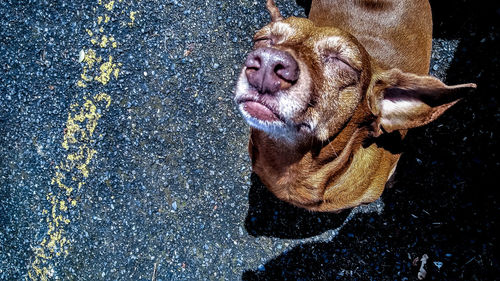 High angle view of dog on road