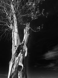 Low angle view of trees against sky