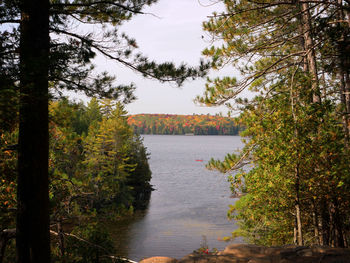 Scenic view of river in forest against sky