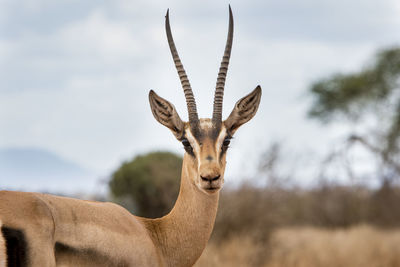 Portrait of giraffe