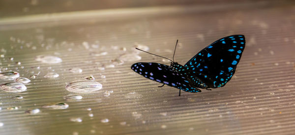 Close-up of butterfly on flower