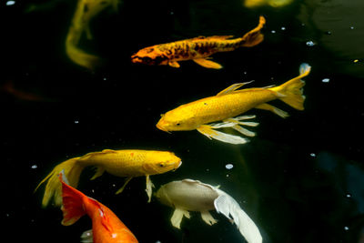 Close-up of fish swimming in sea