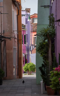 Potted plants in balcony
