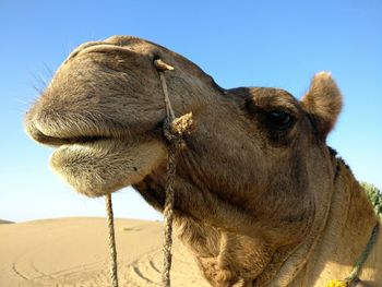 Low angle view of horse on desert against clear sky