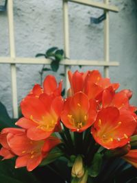 Close-up of red flower