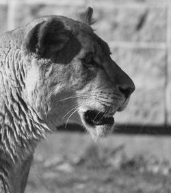 Close-up of cat looking away