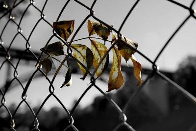 Close-up of chainlink fence against sky