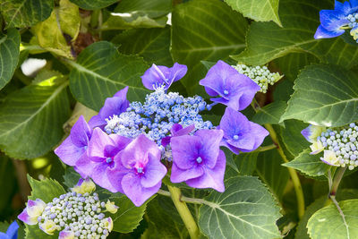 Close-up of purple hydrangea flowers