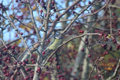 Close-up of cherry blossom on tree during winter