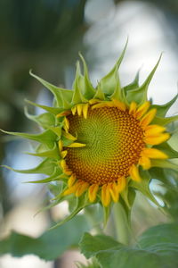 Close-up of flower