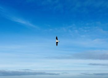 Low angle view of bird flying in sky