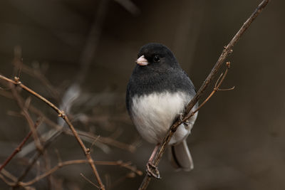 A dark-eyed junco, junco hyemalis