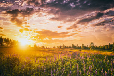 Scenic view of field against sky during sunset