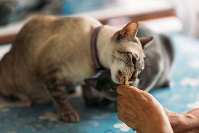 Close-up of hand holding cat at home